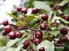 Obelis ,Profusion' (lot. Malus) -c10 Obelis ,Profusion' (lot. Malus) -c10